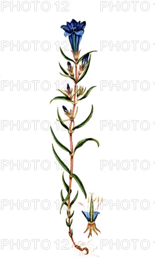 Gentiana pneumonanthe