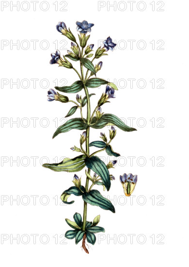Gentiana amarella