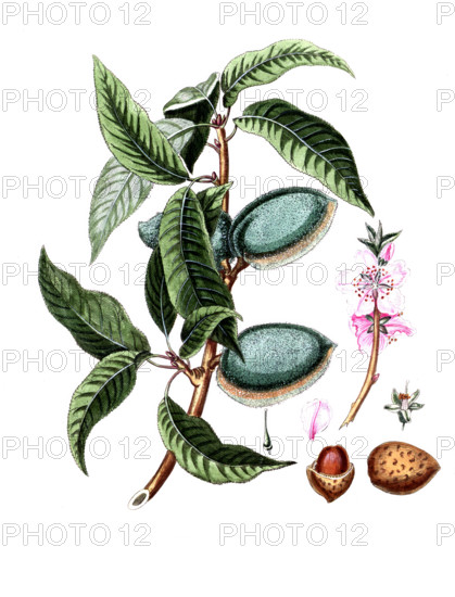Amygdalus communis