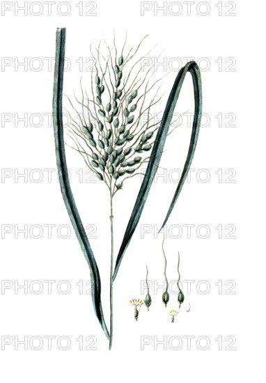 Oryza sativa