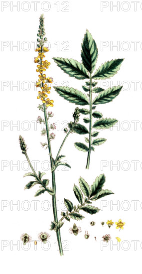 Agrimonia eupatoria
