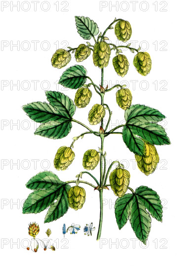 Humulus lupulus