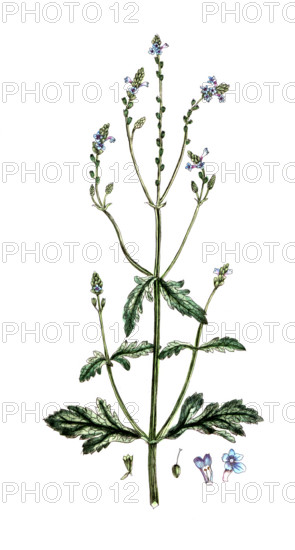 Verbena officinalis