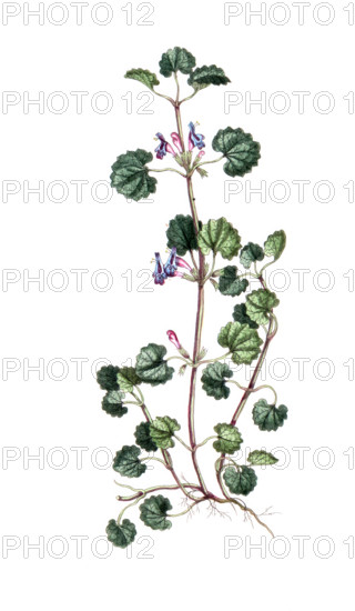 Glechoma hederacea