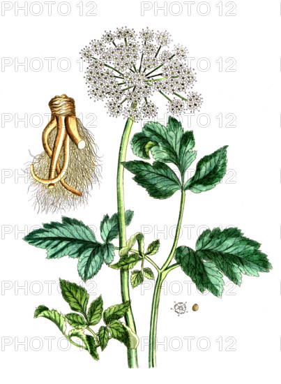 Angelica sylvestris