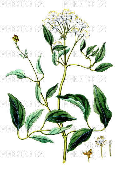 Clematis recta