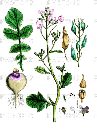 Raphanus sativus