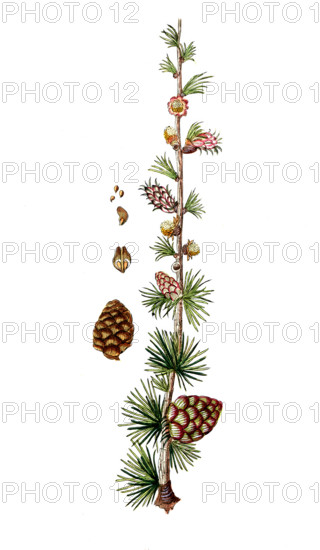 Pinus larix
