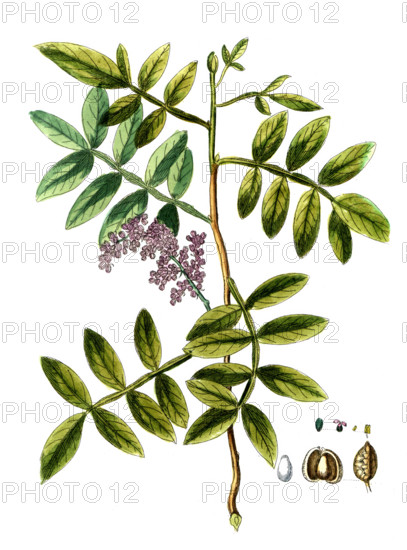 Pistacia terebinthus