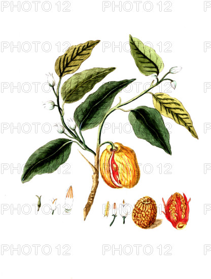 Myristica officinalis