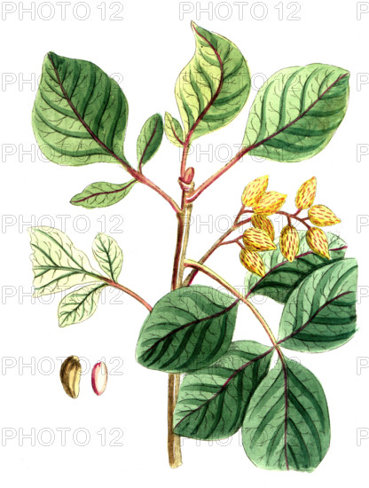 Pistacia vera