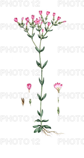 Gentiana centaurium