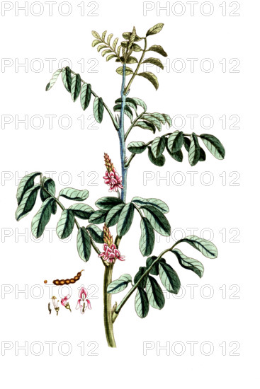 Indigofera tinctoria