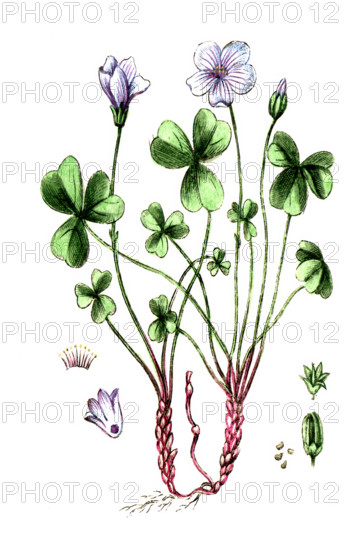 Oxalis acetosella