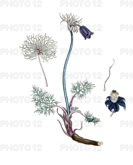 Anemone pratensis