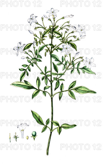 Jasminum officinale