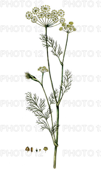 Anethum graveolens