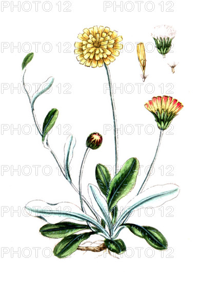 Hieracium pilosella