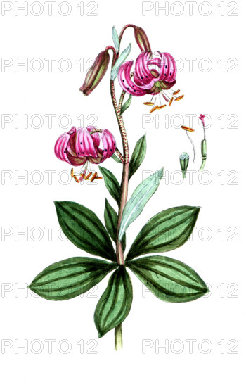 Lilium martagon