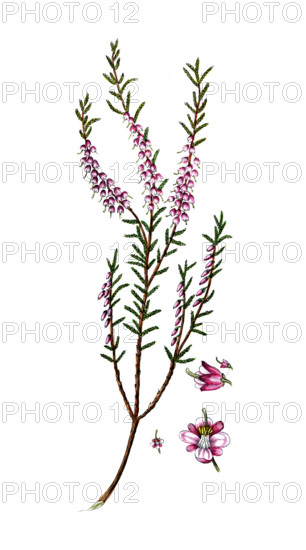 Erica vulgaris