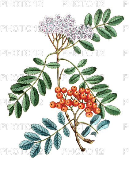 Sorbus aucuparia