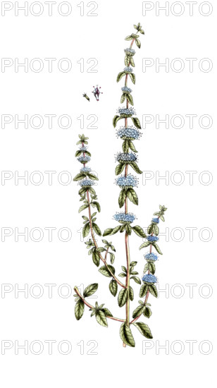 Mentha pulegium