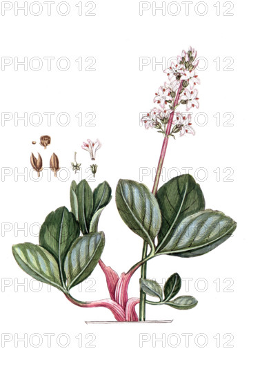 Menyanthes trifoliata