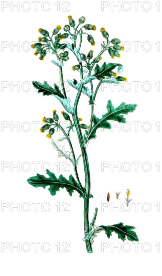 Senesio vulgaris