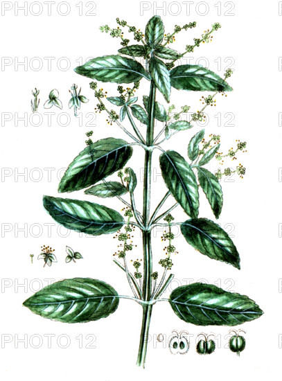 Mercurialis annua