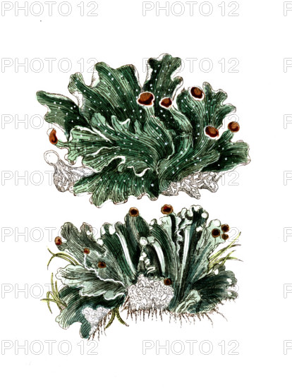 Lichen aphtosus and Lichen caninus