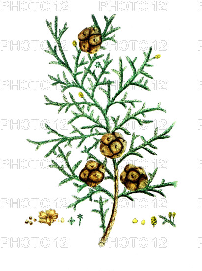 Cypressus sempervirens