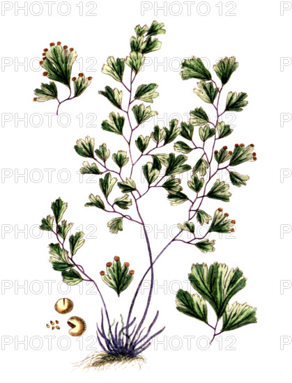 Adianthus capill veneris