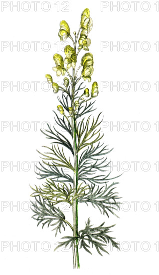 Aconitum anthora
