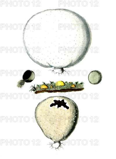 Lycoperdon