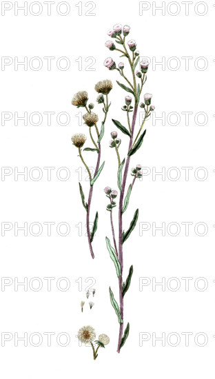 Erigeron acre