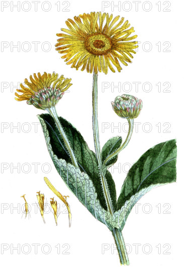 Inula helenium