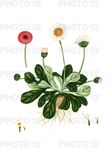 Bellis perennis