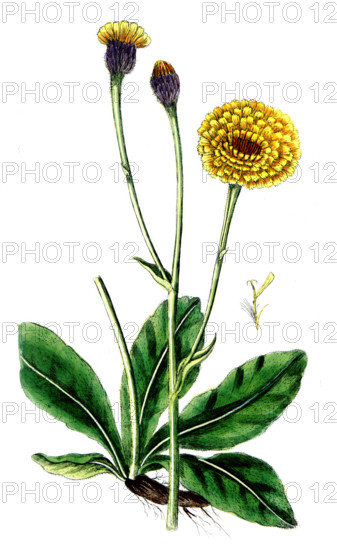 Hypochaeris maculata