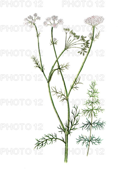 Carum carvi