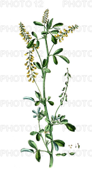 Melilotus officinalis