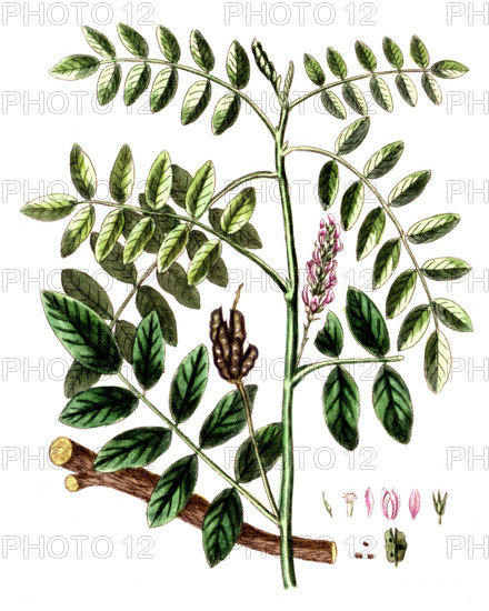 Glycyrrhiza glabra