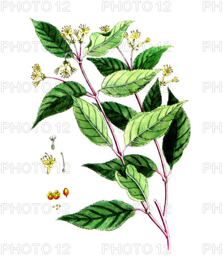 Lonicera diervilla