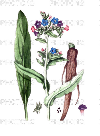 Anchusa officinalis