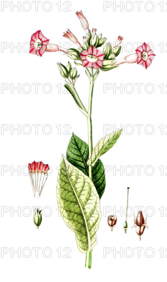 Nicotiana tabacum
