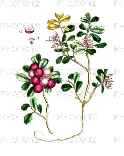 Vaccinium vitis idaeus