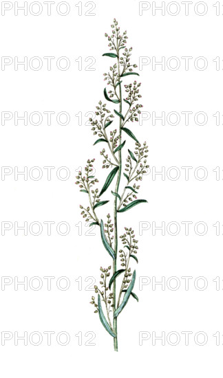 Artemisia dracunculus