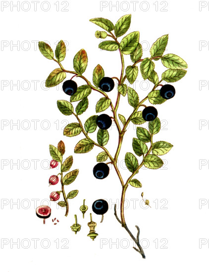 Vaccinium myrtillus