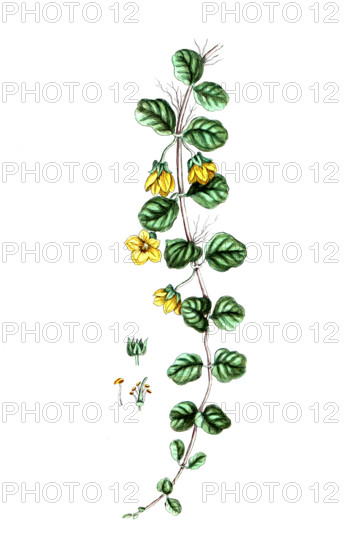 Lysimachia numularia