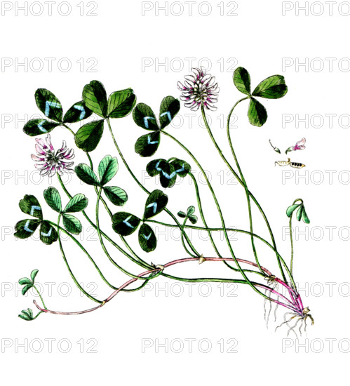 Trifolium repens