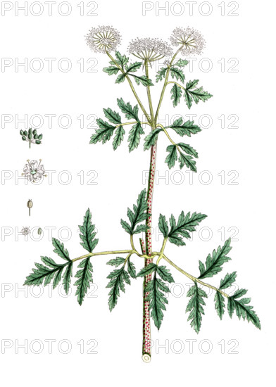 Lysimachia numularia